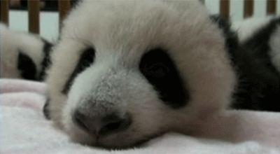双胞胎 微笑 熊猫 动物 瓷器 病毒的 动物宝宝 熊猫宝宝