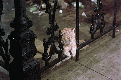 猫咪 下雨 铁栏杆 萌宠