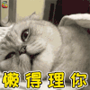 萌宠 猫咪 猫 拒绝 懒得理你 soogif soogif出品