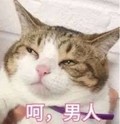 猫咪 眯眼 可爱 呵男人