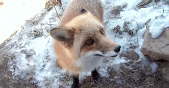 小狐狸 萌宠 可爱 宠物 有趣