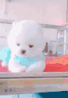狗狗 可爱 欢乐 咬