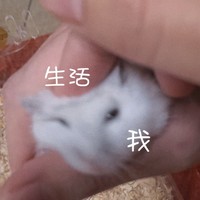 竹鼠 可爱 萌宠 搞怪 文字表情包