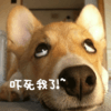 狗狗 白眼 萌宠 吓死我了