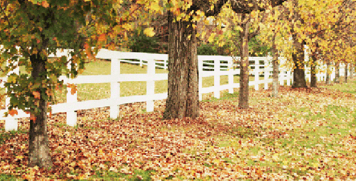 树木 栅栏 落叶 秋天
