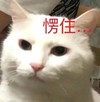 萌宠 猫星人 愣住 惊讶 呆萌 可爱