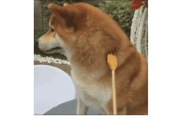 狗 逗比 萌宠 搞笑