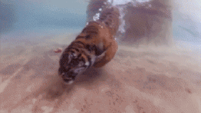 老虎 水里 动态 游泳