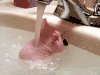 宠物 搞笑 萌 唰唰 gif