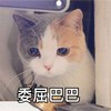 萌宠 猫星人 委屈巴巴 可怜 呆萌 可爱