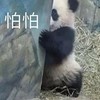 萌宠 熊猫 怕怕 我好害怕 呆萌 可爱