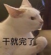 萌宠 喵星人 干就完了 直接上别废话 可爱 机灵