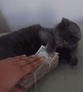 猫 萌宠 动物 搞笑 攻击 出手 抢钱 护食