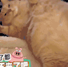 萌宠 猫咪 张嘴 大叫