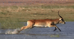 动物 掠食动物战场 纪录片 羚羊 跨越 跳