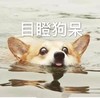 萌宠 汪星人 目瞪狗呆 惊吓 搞怪 逗