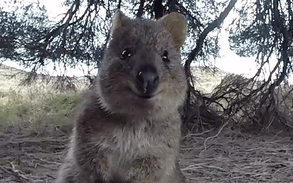 神奇动物 澳洲短尾袋鼠 可爱 微笑天使 萌萌哒 点头 赞同