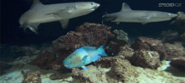 鲨鱼 海底 捕食 躲藏