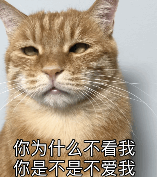 萌宠 猫星人 你为什么不看我 是不是不爱我 呆萌 可爱