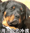明星网红 周杰伦 狗狗 冷漠