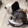 猫咪 搞笑 可爱 萌萌哒 摔倒