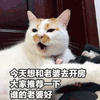 沙雕猫 猫咪 猫 可爱猫 猫表情包 猫咪表情包 小猫