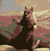猫 跳舞 bloggish