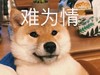 萌宠 汪星人 难为情 可怜 呆萌 可爱