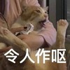 萌宠 猫星人 令人作呕 恶心 呆萌 可爱