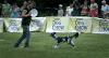 宠物 汪星 武林高手 萌 gif