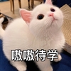 萌宠 猫星人 嗷嗷待学 可爱 呆萌 可爱