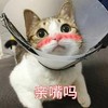 猫咪 可爱 呆萌 斗图 亲嘴吗