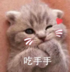 萌宠 猫星人 吃手手 害羞搞怪 呆萌