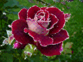 玫瑰花 漂亮 唯美 红色