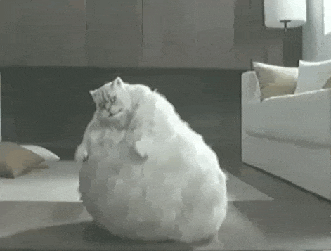 猫咪 肚子大 胖乎乎 沙发