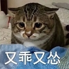萌宠 猫星人 又乖又怂 委屈巴巴 呆萌 可爱