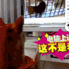 汪星人 搞笑 萌宠 可爱 狗狗