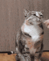 猫咪 握手 可爱 花纹