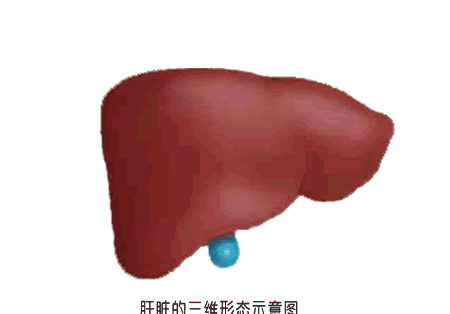 肝脏示意图 各个表面 三维图