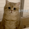 萌宠 喵星人 目不转睛 死盯着看 憨憨 呆萌