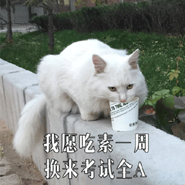 吃素 考试 猫 可爱 呆萌