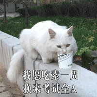 吃素 考试 猫 可爱 呆萌