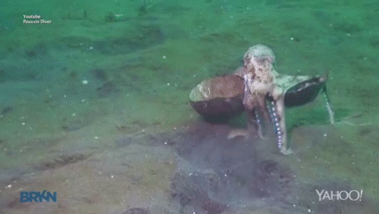 章鱼 椰子 海沙 丑萌 海底世界 自然 海洋 ocean nature