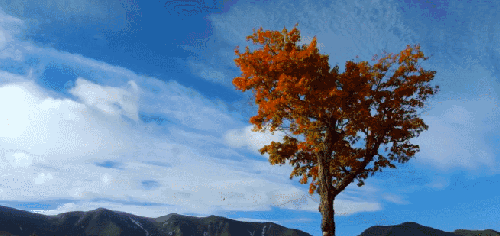 壮美无边 纪录片 蓝天 风景 红叶树