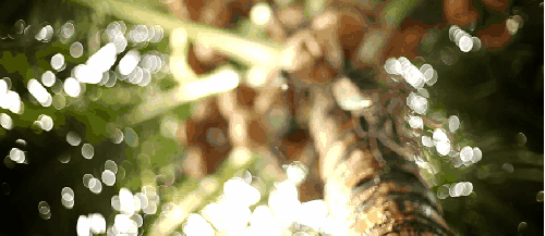 塞舌尔群岛 椰子树 纪录片 阳光 风景