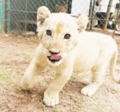 萌宠 狮子 lion