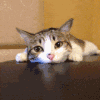 可爱 不开心 萌萌哒 小花猫