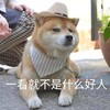 萌宠 汪星人 一看就不是什么好人 鄙视 呆萌 可爱