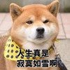 小狗狗 汪星人 人生 寂寞如雪 搞笑 生无可恋 寂寞