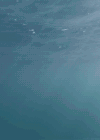 Cinemagraph 海底 阳光 波动